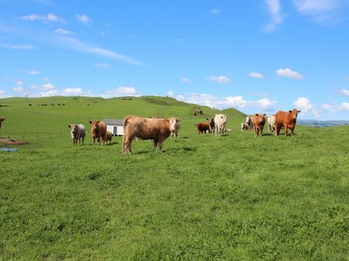 434 Hatuma Road, Waipukurau and Surrounds