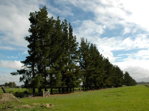 131 Swamp Road, Loburn