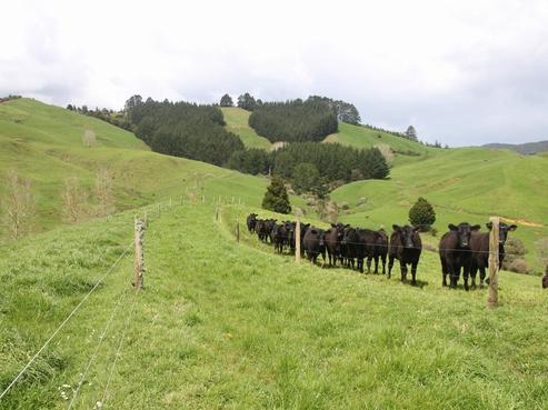 546 Maratoto Road, Paeroa