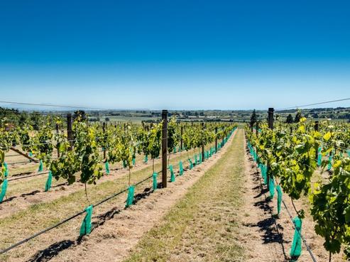 338 Te Mata Road, Havelock North