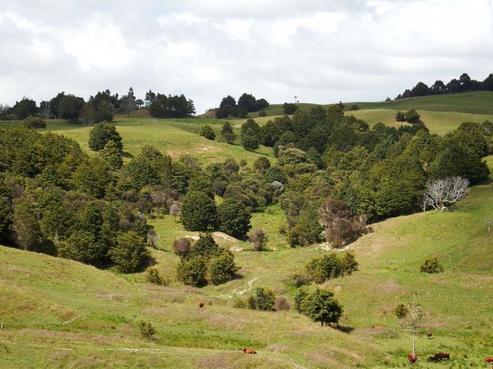 181 Ounuwhao Road, Dargaville Surrounds