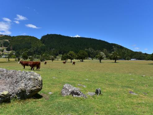 471 Crane Road, Kauri
