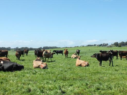 1240 Motu Rimu Road, Tisbury