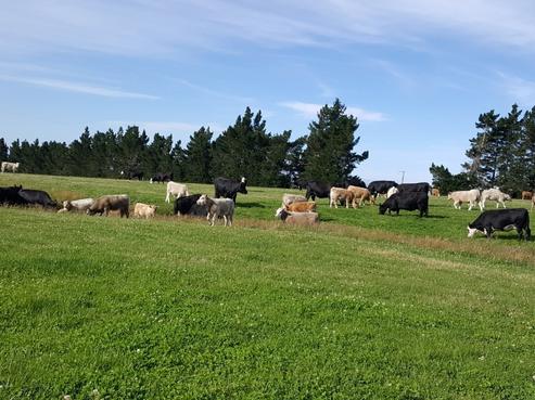 295 Wallaces Ford Road, East Otago
