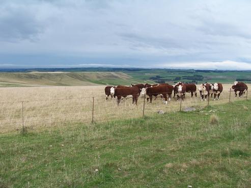 422 Earthquake Road, Duntroon