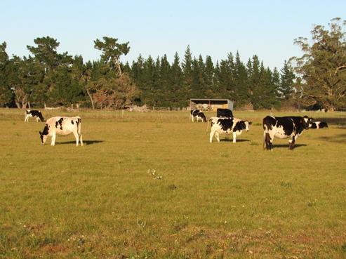 699 Rangiora Leithfield Road, Leithfield