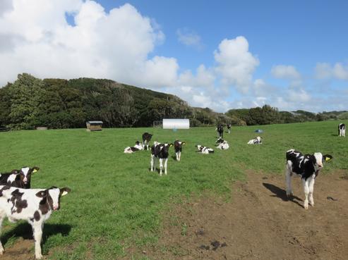 1120 Kohekohe-Karioitahi Road, Pollok