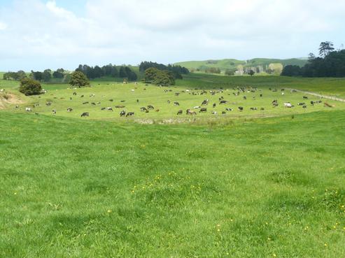 1004 Opanake Road, Dargaville Surrounds