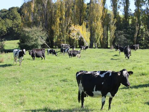 29 Karaka Road, Okaihau
