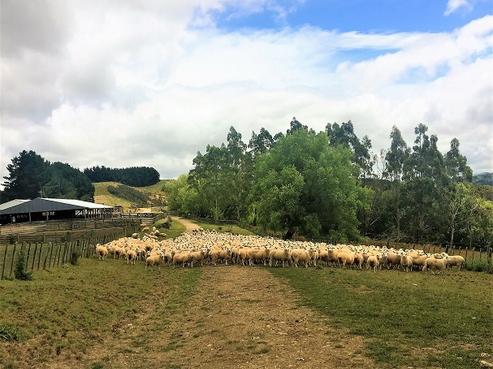 356 Mangamaire Road, Dannevirke
