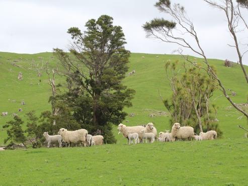 9070 Route 52, Dannevirke