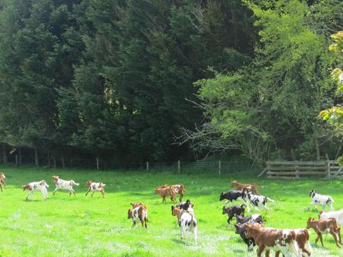 76 Spencer Road, Lake Tarawera