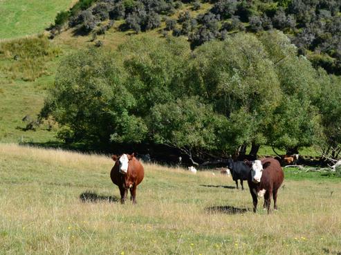 86 West Maerewhenua Road, North Otago Surrounds