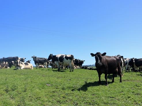 98 Waiotahi Valley Road, Opotiki and Surrounds
