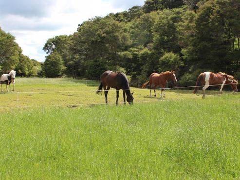 41 Block Road, Hikutaia