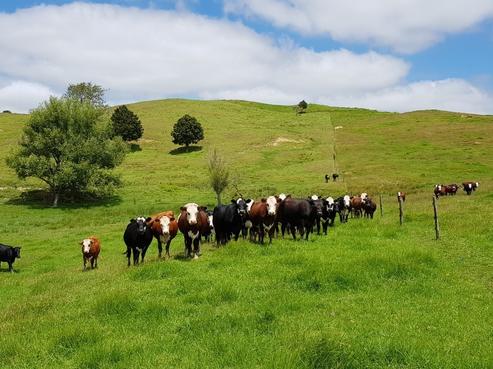 42 Nash Road, Dargaville Surrounds