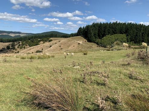 378 Birch Road North, Dannevirke