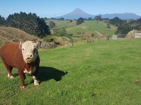 314 Hursthouse Road, Tarurutangi