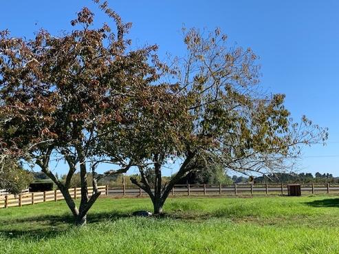 308B Runciman Road, Ramarama