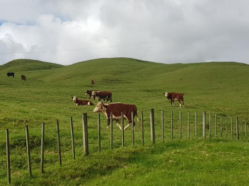391 Whangape Road, Herekino