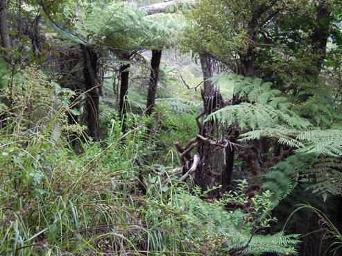 396H Shoal Bay Road, Great Barrier Island