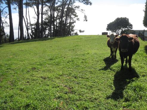 285 Waihue Road, Dargaville