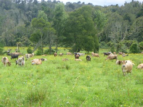 246 Granite Creek Road, Karamea