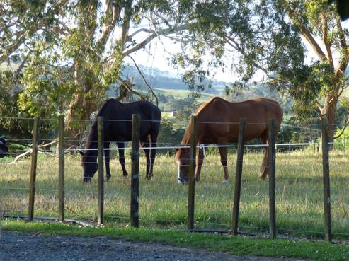 77A Malone Road, Poroti