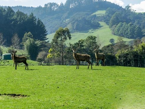 59 Block Road, Hikutaia