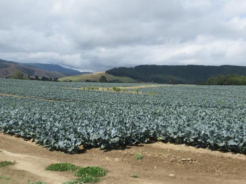 1272 State Highway 1, Manakau
