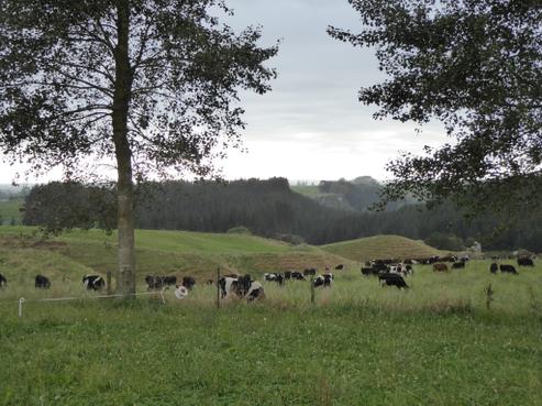 411 Waotu Road, Putaruru