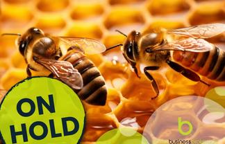 Apiary - Buzzing with Many Growth Opportunities