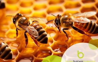 Apiary - Buzzing with Many Growth Opportunities