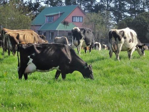 3741 State Highway 7, Totara Flat