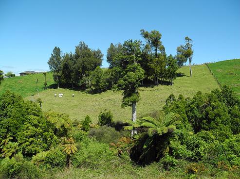 194D Pekanui Road, Pirongia