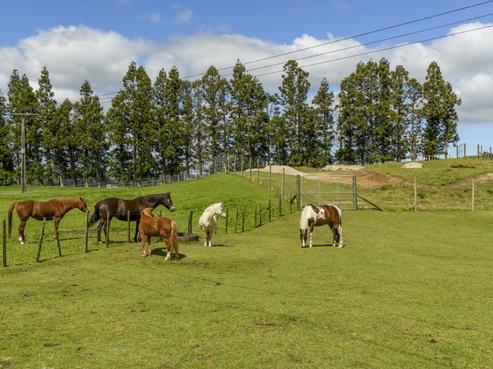 450 Mclaren Falls Road, Kaimai