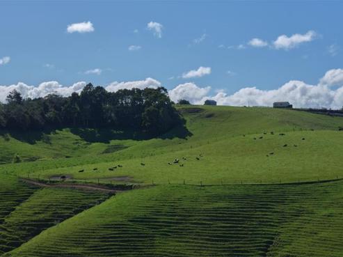 1463 Ruapekapeka Road, Kawakawa