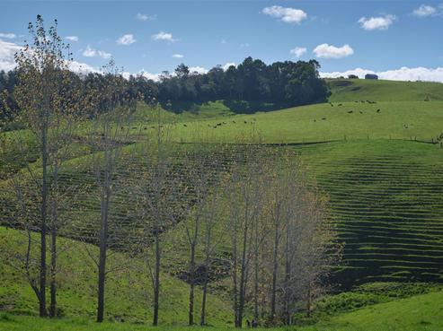 1375 Ruapekapeka Road, Kawakawa