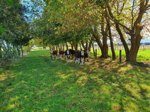 323 Wood Road, Waitoa
