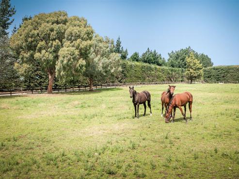496 Knyvetts Road, Southbridge