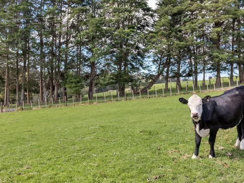 472 Marua Road, Hikurangi