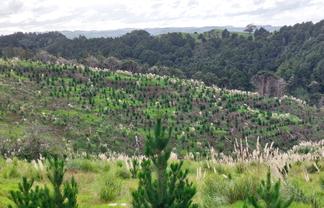 Lot 7/49 Kamea Place, Maungaturoto