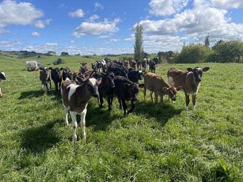 788 Troopers Road, Te Kuiti