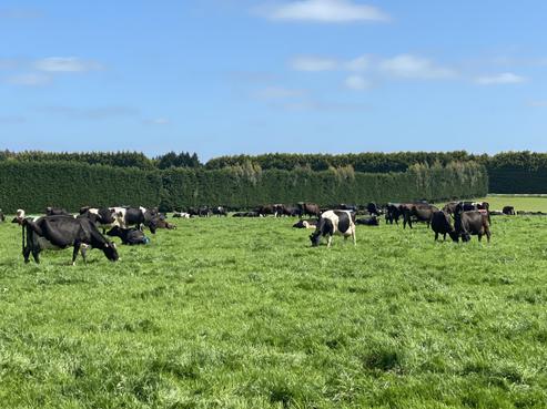 965 Woodlands Invercargill Highway, Roslyn Bush