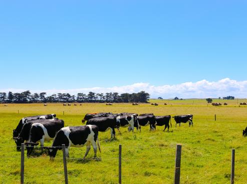 52 Ratana Road, Ratana