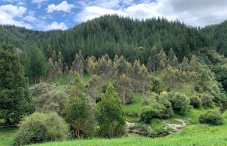 864 Puniwhakau Road, Puniwhakau