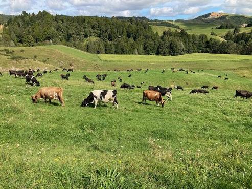 755 Limeworks Loop Road, Te Pahu