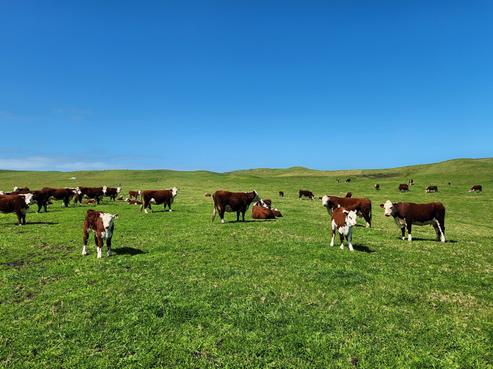 409 Baylys Basin Road, Dargaville Surrounds