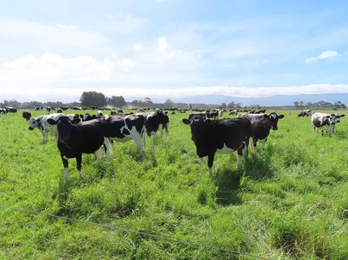 59 Kakahukura Road, Dannevirke