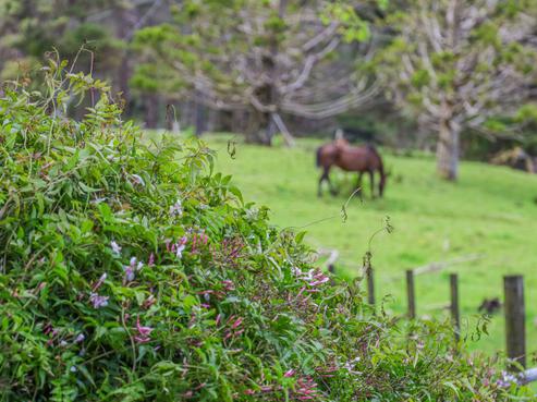 10 Kraack Road, Warkworth